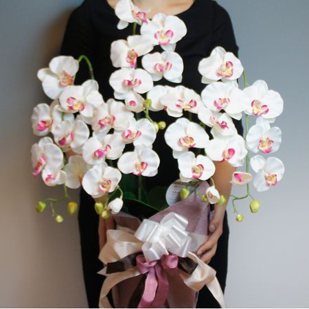 豪華な胡蝶蘭　華やかな空間　半永久的