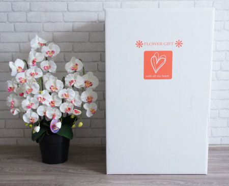 豪華な胡蝶蘭　華やかな空間　半永久的