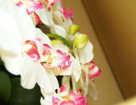 豪華な胡蝶蘭　華やかな空間　半永久的