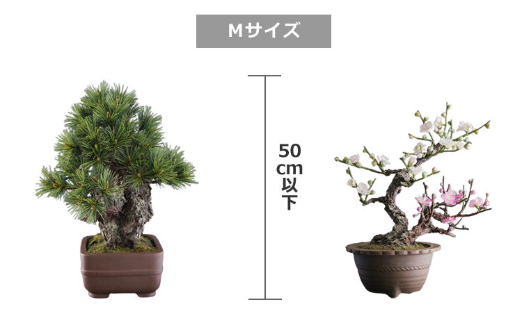 リースサービス アート盆栽 レンタル サイズ