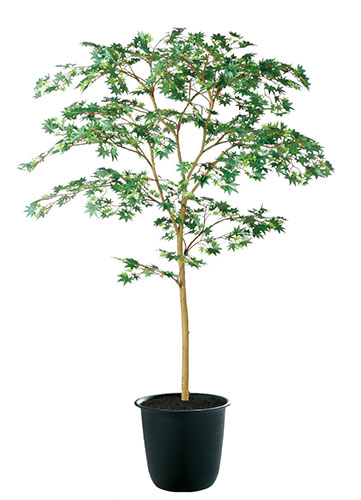 ヤマモミジ GREEN FST　H150 造花 アートフラワー Akanbi