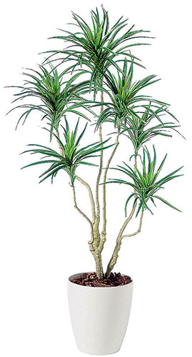 コンシナトリコロル　H140（触媒加工） 造花 アートフラワー Akanbi