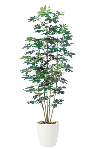 シェフレラ　H180 造花 アートフラワー Akanbi