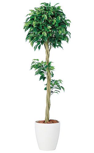 ベンジャミン トピアリー FST　H150（触媒加工） 造花 アートフラワー Akanbi