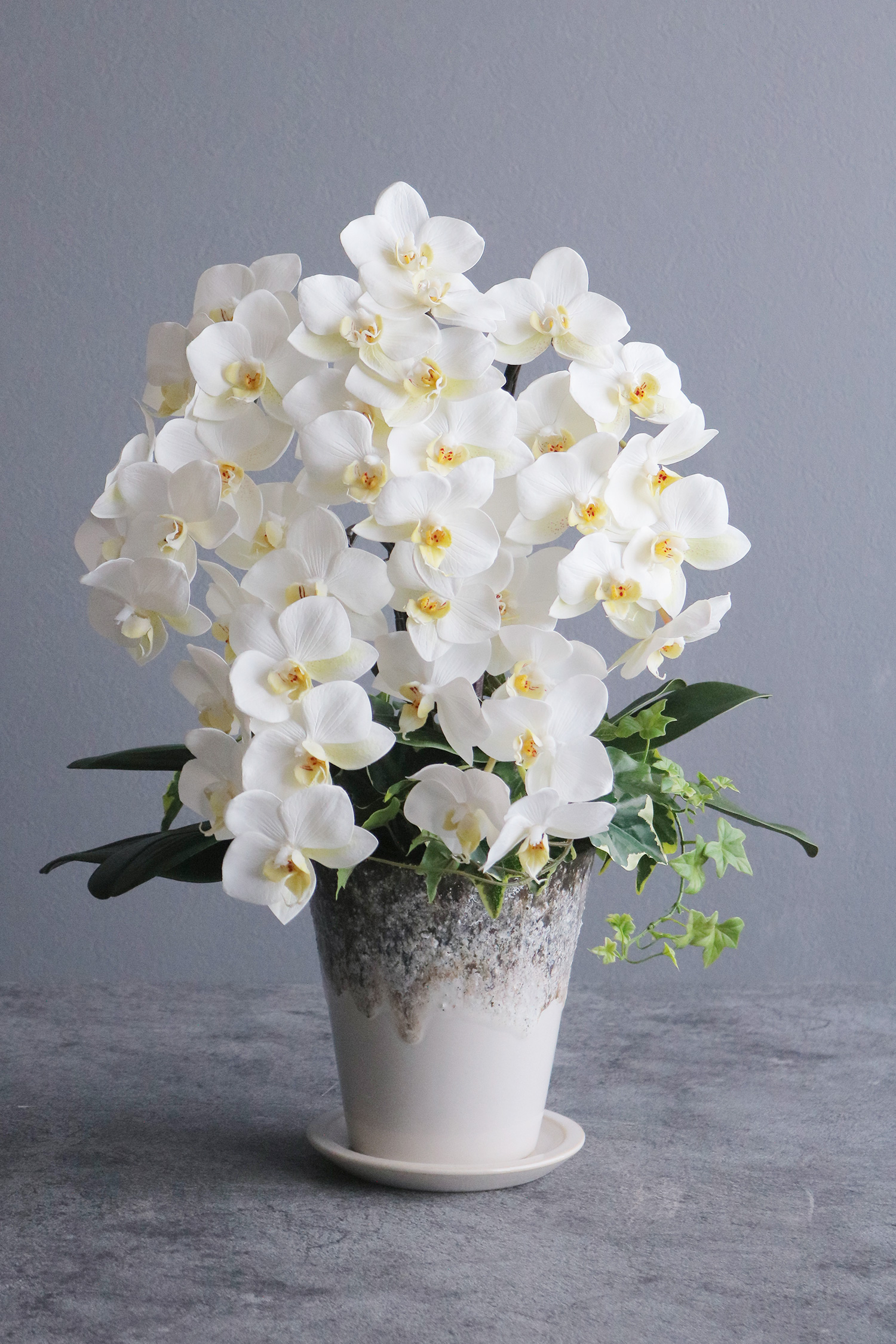 ホワイト胡蝶蘭 5本立　カササギサンド信楽ポット 造花 アートフラワー Akanbi