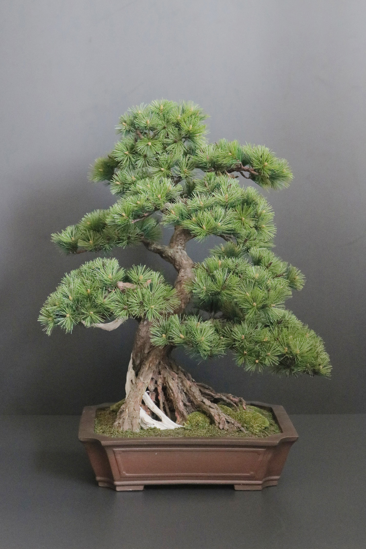 盆栽 松 月山  #160 造花 アートフラワー Akanbi